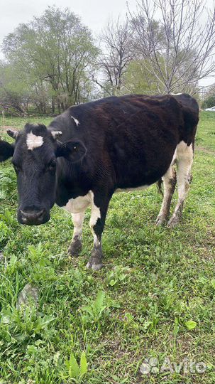 Корова и телка