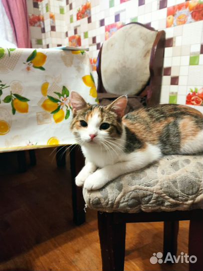 Кошка в дар