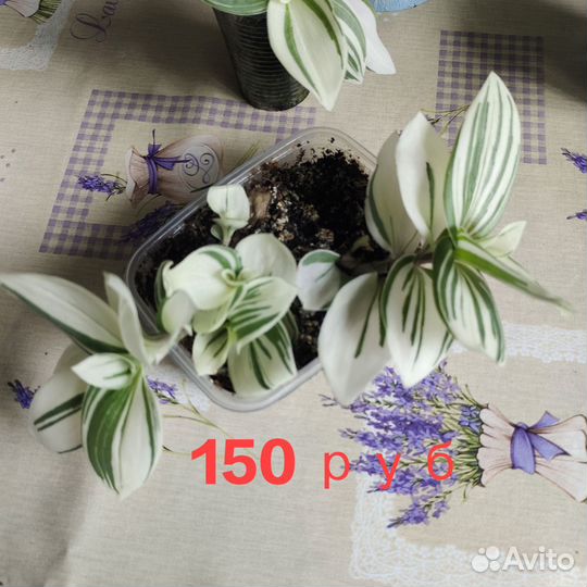 Традесканция альбифлора. Комнатный цветок