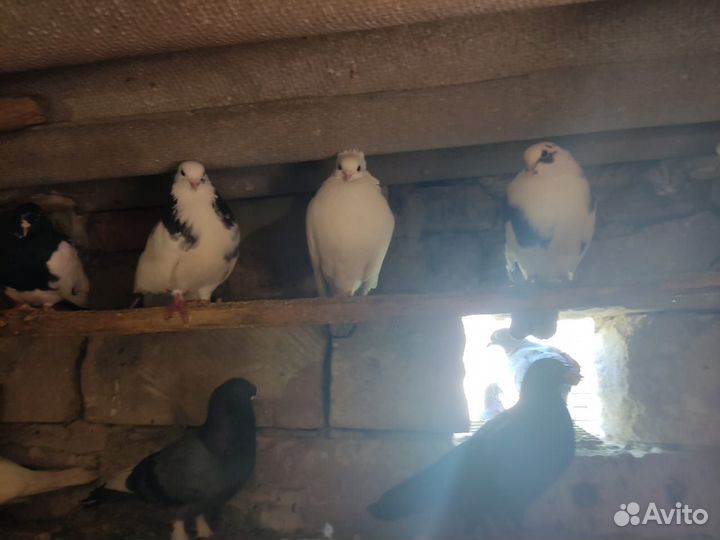 Продажа голубей николаевские