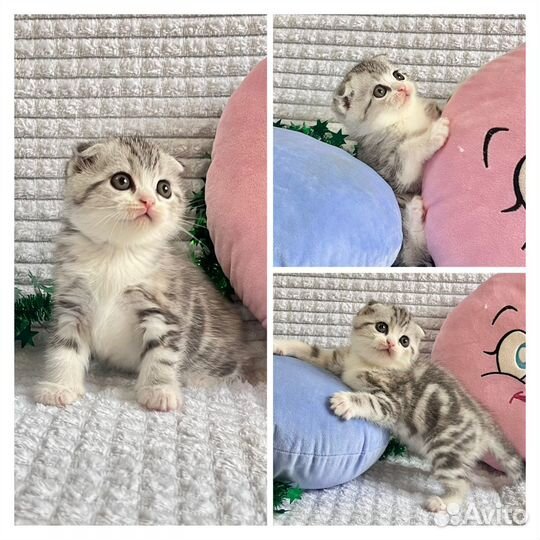 Шотладские вислоухие и прямоухие котята