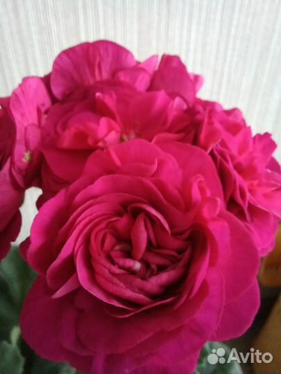 Пеларгония комнатные цветы растения герань сортовы