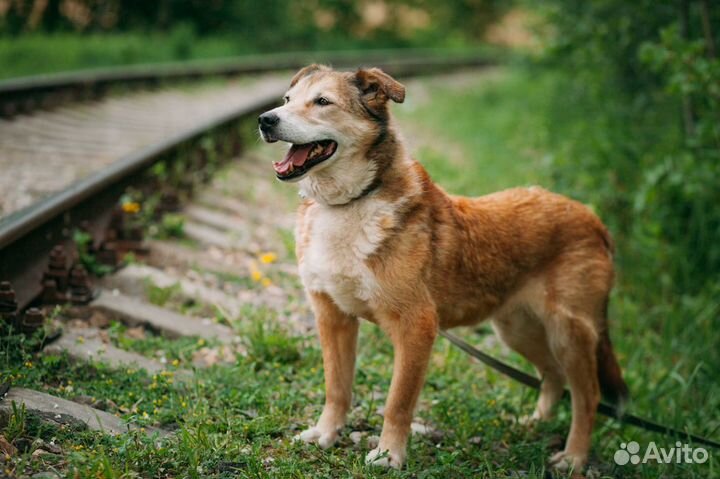 Золотой мальчик среднего роста в добрые руки