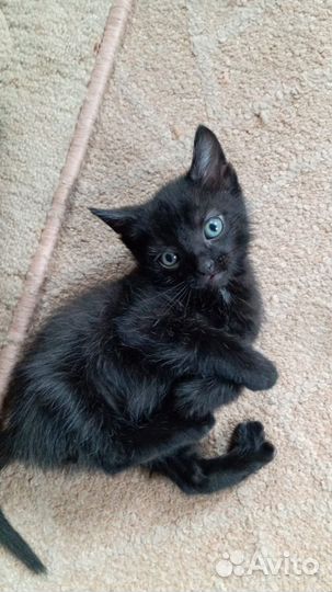 Котята