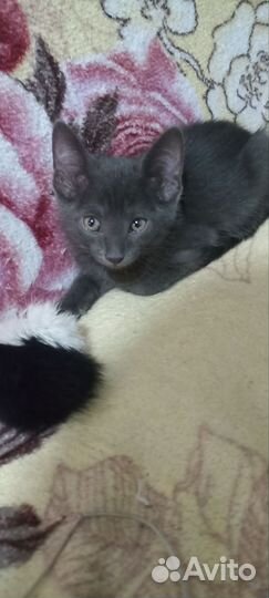 Метисы, мама- Корат, папа - 