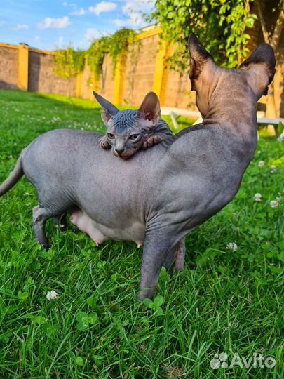 Канадский сфинкс