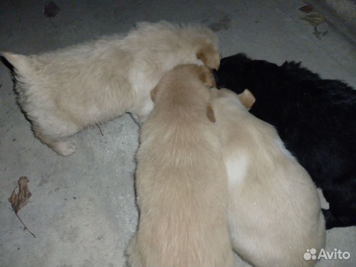 Отдам щенков.три девочки и один мальчик