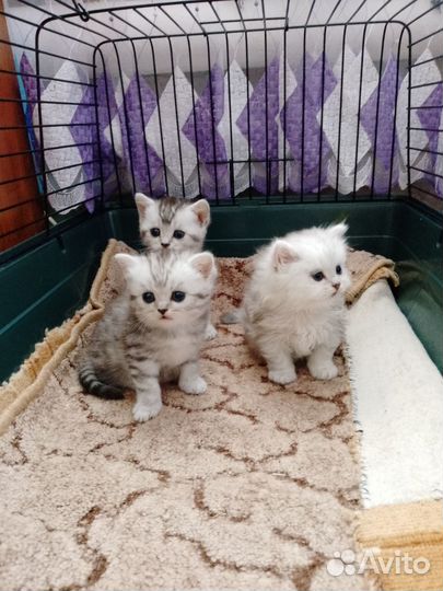 Шотландская