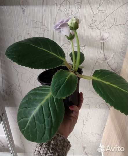 Глоксиния ен - Бимбо