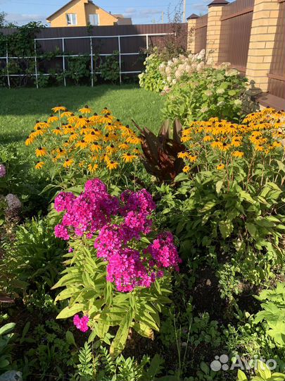 Флоксы сортовые