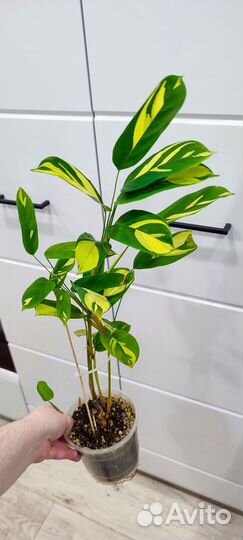 Ктенанта Лубберса