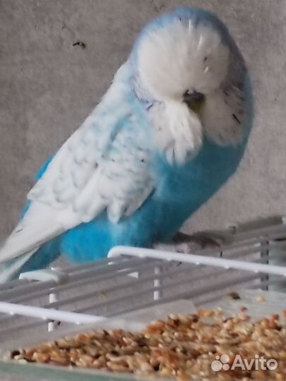 Попугаи ввп чехи