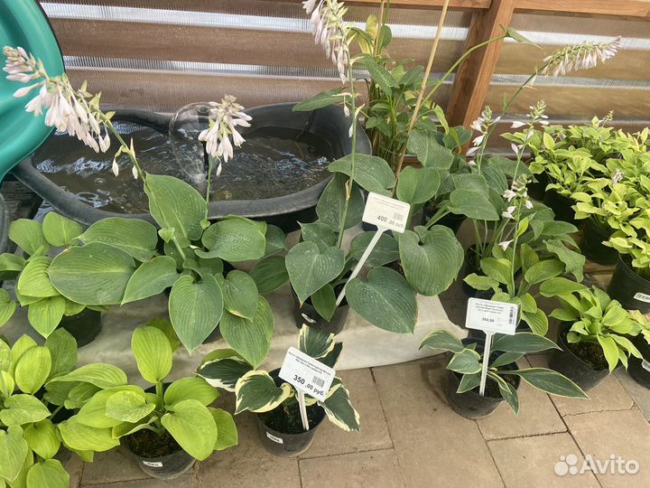 Хосты и растения из своего сада