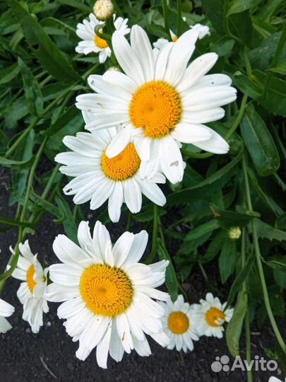 Многолетние цветы