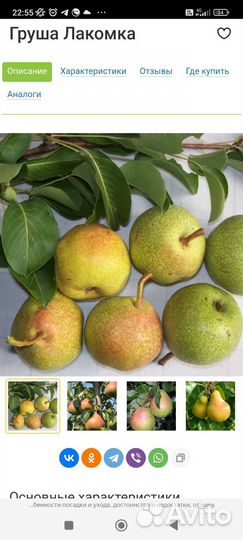 Саженцы плодовые