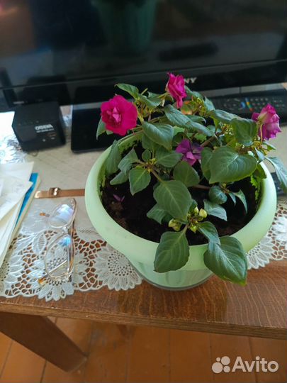 Бальзамин махровый