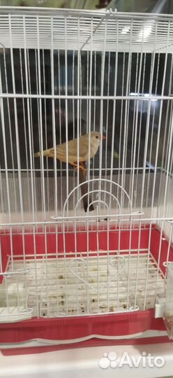 Амадин с клеткой