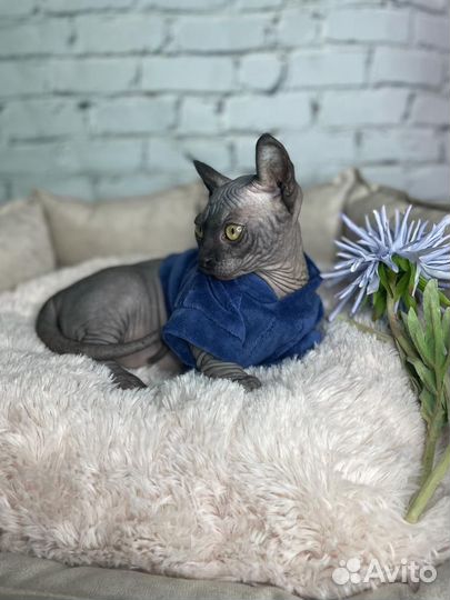 Канадский сфинкс