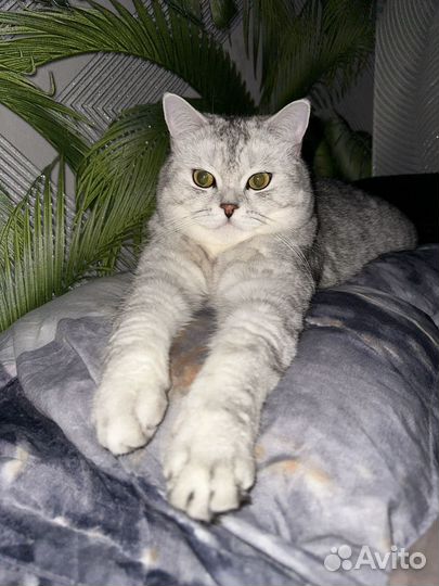 Кот шотландец