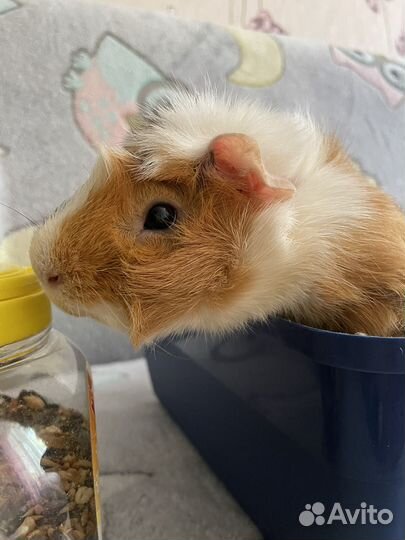 Морская свинка бесплатно