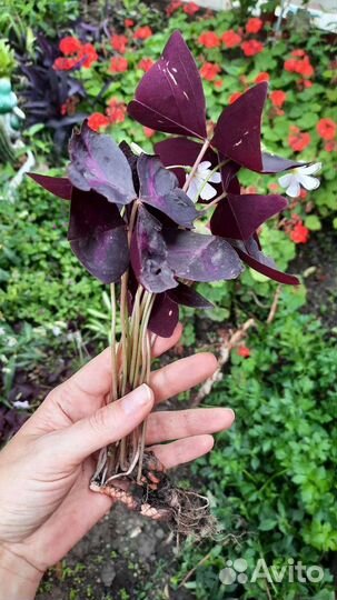 Кислица оксалис фиолетовая крупные кустики