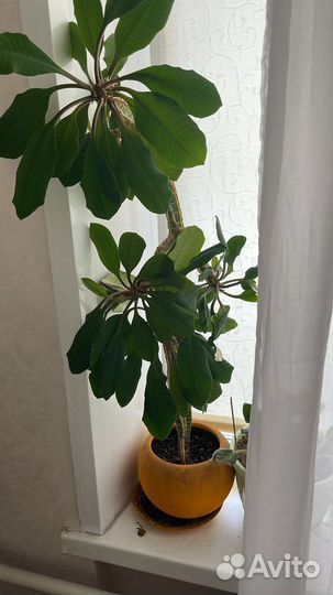 Молочай трехгранный