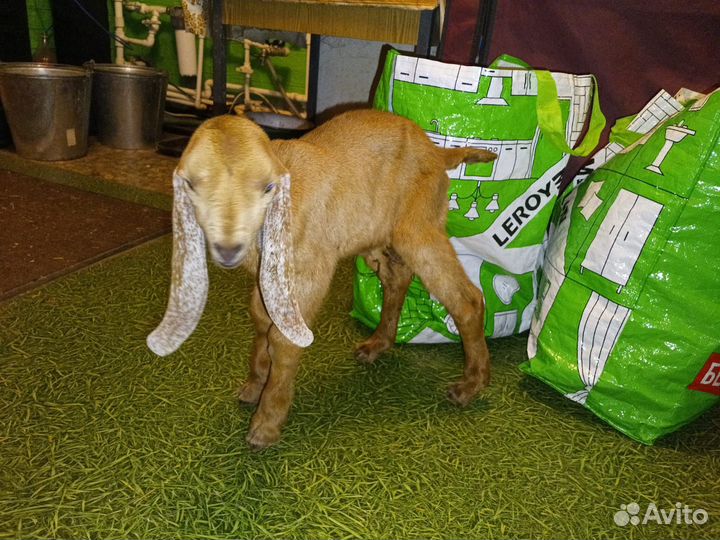 Козлёнок камори 