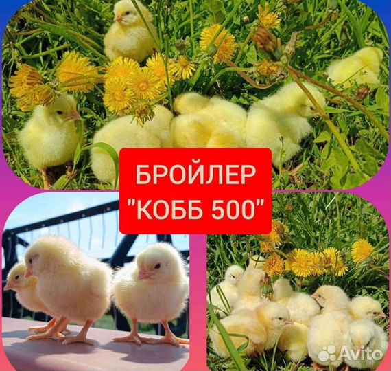 Цыплята кобб 500