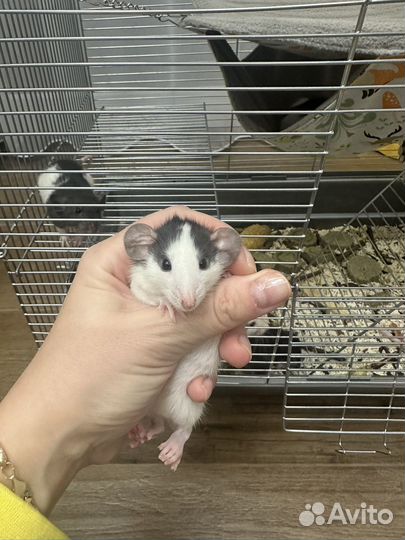 Крысята дамбо