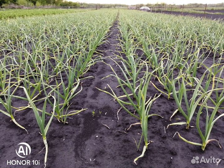 Чеснок, сорт Любаша