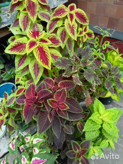 Колеус. Черенки