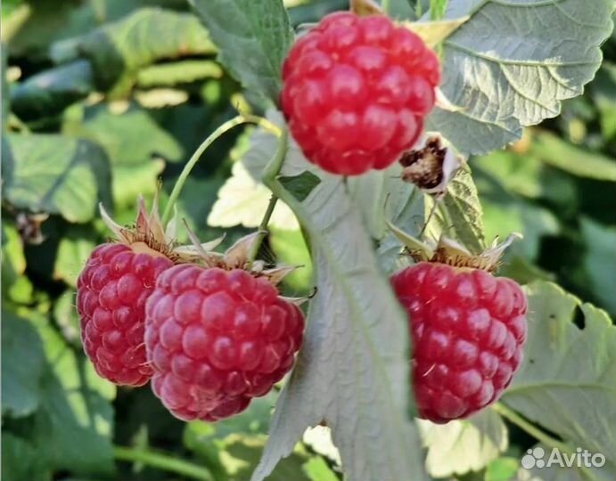 Малина советская