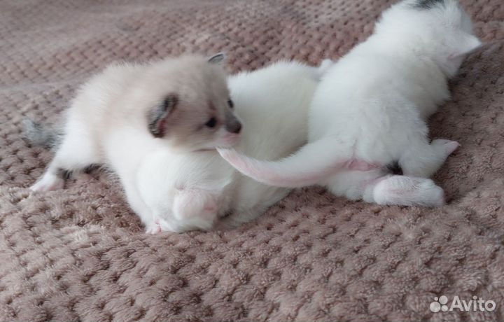 Котята