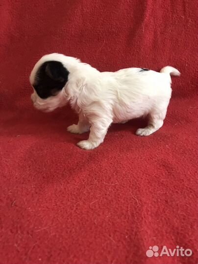 Щенки бивер йорка