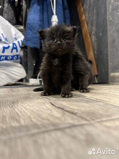 Котята мейкун