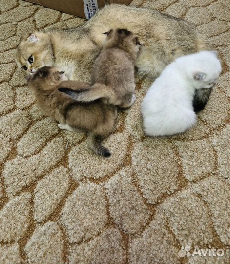 Кошки