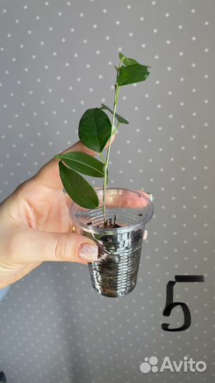 Комнатные цветы