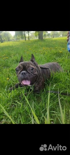 Передержка собак