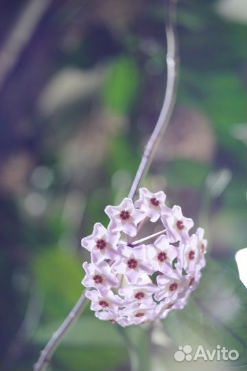 Пасимфония