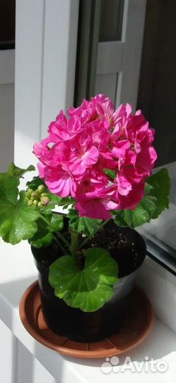 Пеларгония розовая