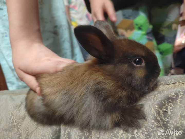 Декоративные Крольчата львиноголовые