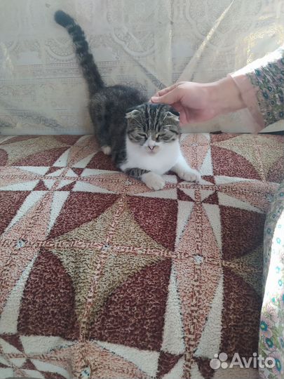 Кошка в дар