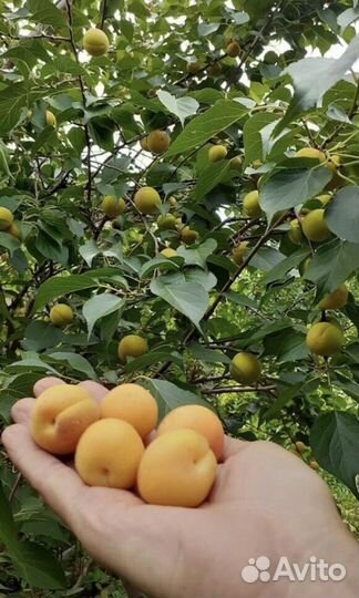 Вишня, слива, смородина, малина