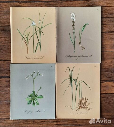 Антикварные Литографии ботаника
