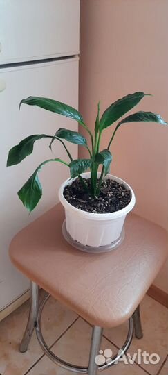 Спатифиллум