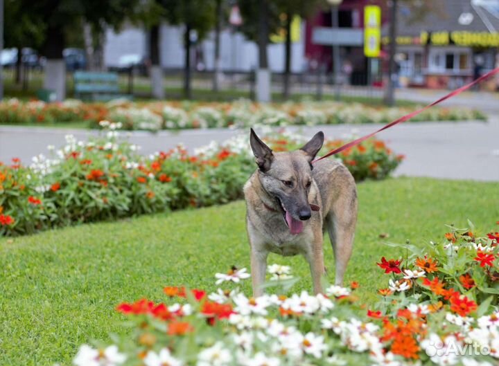 Собака Кора