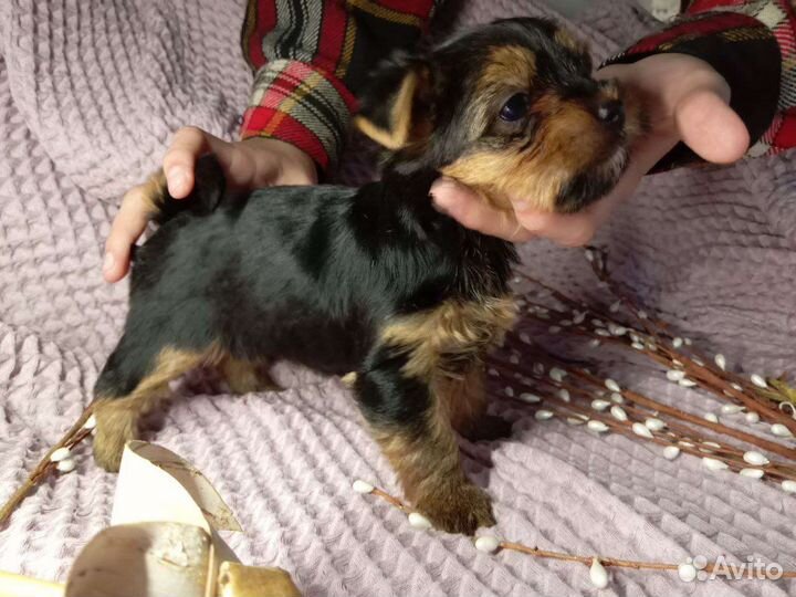 Йоркширский терьер