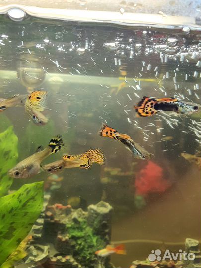 Рыбки гуппи и сомики