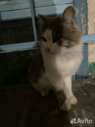 Отдам кота в добрые руки