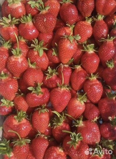 Клубника Самарская